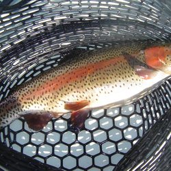 River Run Outfitters - Beautiful Rainbow Trout