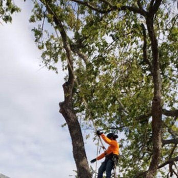 Perez Tree Care - Tree Services Near Me - Burnet, Texas Perez Tree Care - Tree Services Near Me - Burnet, Texas