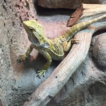 Rainforest Adventures - A lizard at the zoo - Zoos Near Me - Sevierville, Tennessee Rainforest Adventures - A lizard at the zoo - Zoos Near Me - Sevierville, Tennessee