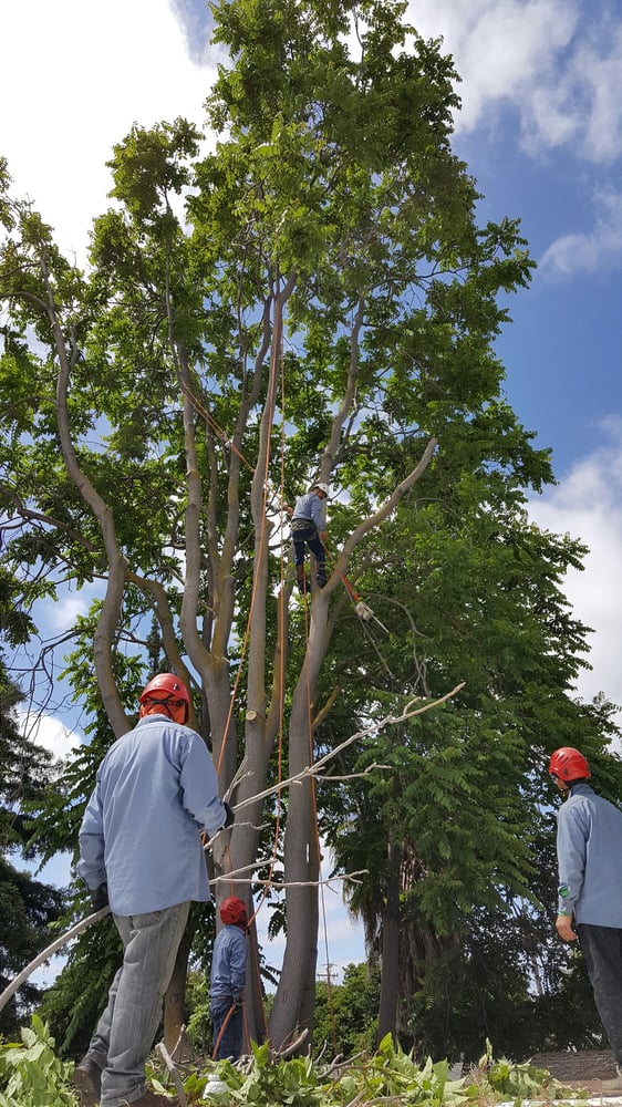 Tree of Knowledge Tree Care - tree service in San Jose, CA