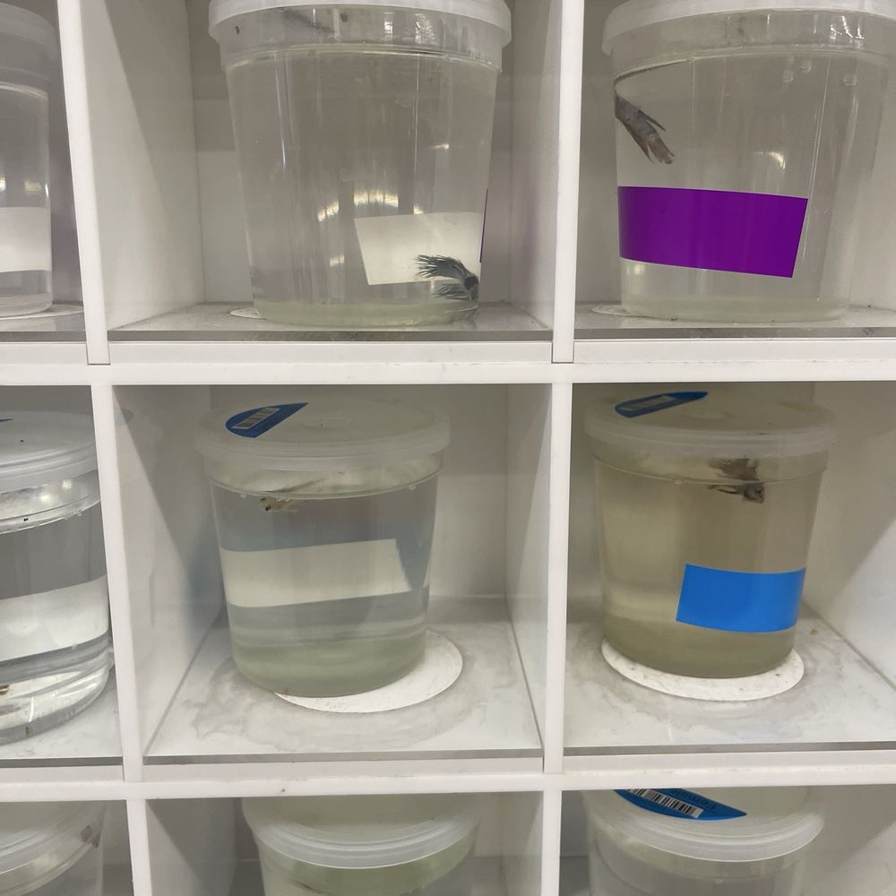 PetSmart - 17+ dead beta fish and the ones that are alive are severely neglected - Pet Stores Near Me - Pompano Beach, Florida PetSmart - 17+ dead beta fish and the ones that are alive are severely neglected - Pet Stores Near Me - Pompano Beach, Florida