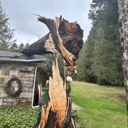 Advanced Tree Care - Tree on house 
