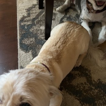 Grooming by Darcy - Choppy, hack job, hair shave, you can see ever line of the razor. - Pet Groomers Near Me - Las Vegas, Nevada