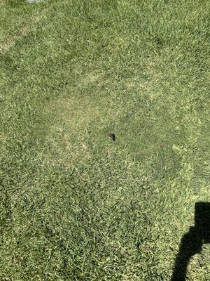 Inglewood Park Cemetery by null