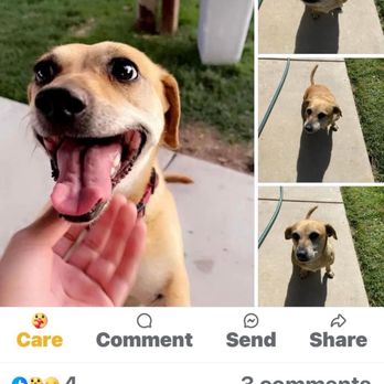 SAN JOSE ANIMAL CARE CENTER - Updated November 2024 - 387 Photos & 410