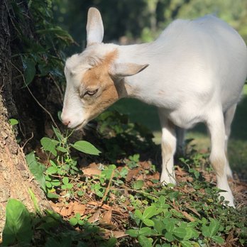 Fallen Oak Farms - Farms Near Me