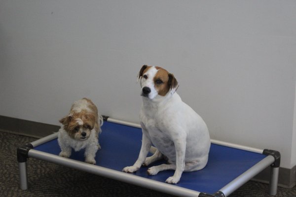 Reactive Dogs Kennels For Aggressive Dogs Near Me Dog Boarding