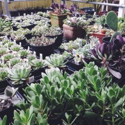 Inlet Culinary Garden - Succulents