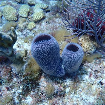 Diver's Paradise Miami - Scuba Diving Near Me - Key Biscayne, Florida
