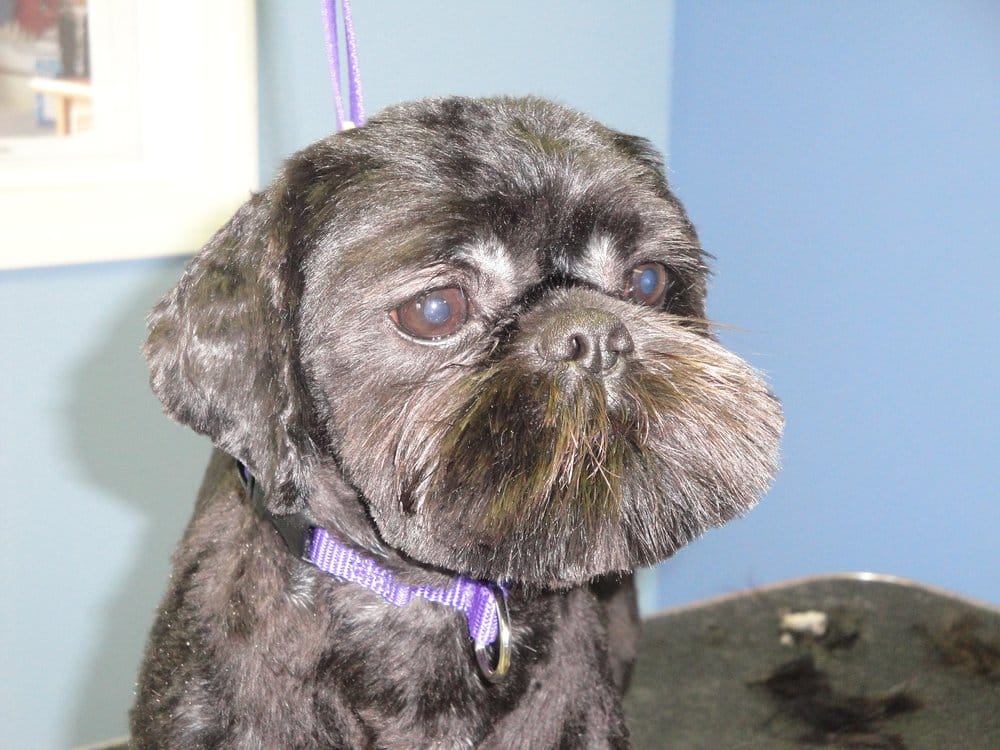 GROOMTOWN PET BOUTIQUE & SPA 16 Photos & 30 Reviews Pet Groomers