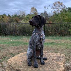 Big Walnut Dog Park - Run rocks!