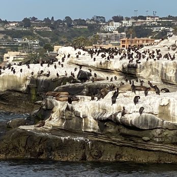 La Jolla Cove - Parks Near Me - La Jolla, California