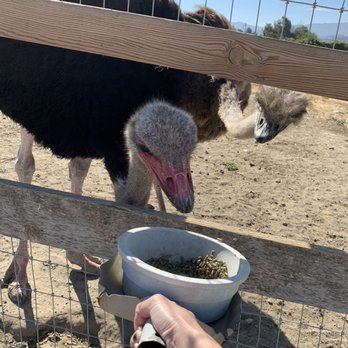 Ostrichland USA - Feeding interaction - Attraction Farms Near Me - Solvang, California Ostrichland USA - Feeding interaction - Attraction Farms Near Me - Solvang, California