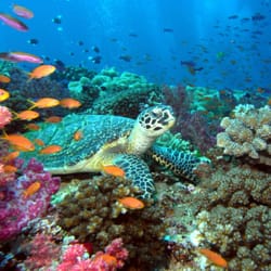 Caribbean Dive Shop - Diving at Fiji at Black Magic Mountain