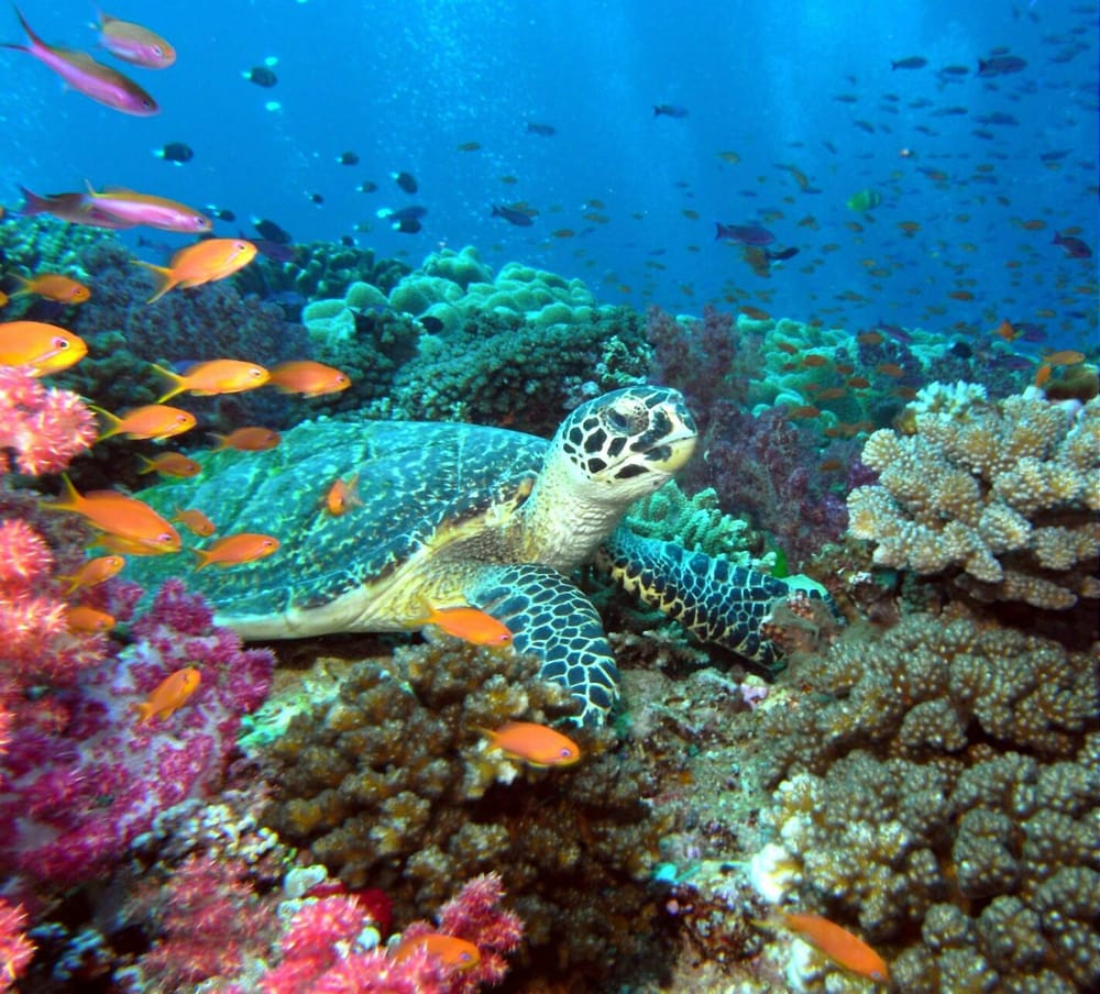 CARIBBEAN DIVE SHOP Updated October 2024 706 Morningside Dr, Houma