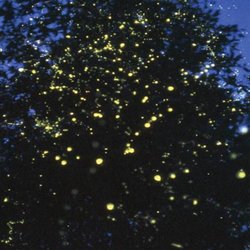 Iwahig Firefly Watching - Photos from Google since mine were just black screen shots