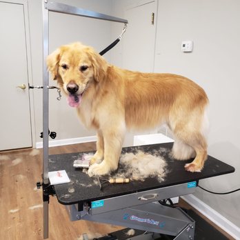All Fur Paws - Luis Lab - Pet Groomers Near Me - Greenwich, Connecticut All Fur Paws - Luis Lab - Pet Groomers Near Me - Greenwich, Connecticut