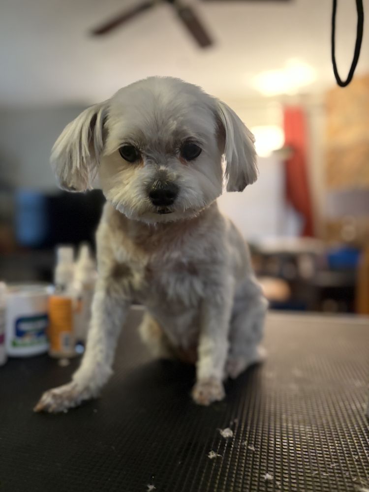Jinx Perfect Pets - pet boarding facility in Tampa, FL