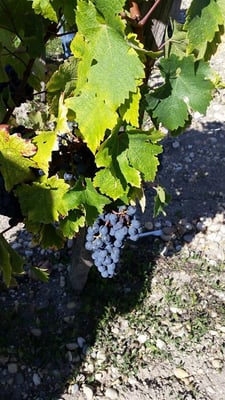 Château Pontet-Canet by null