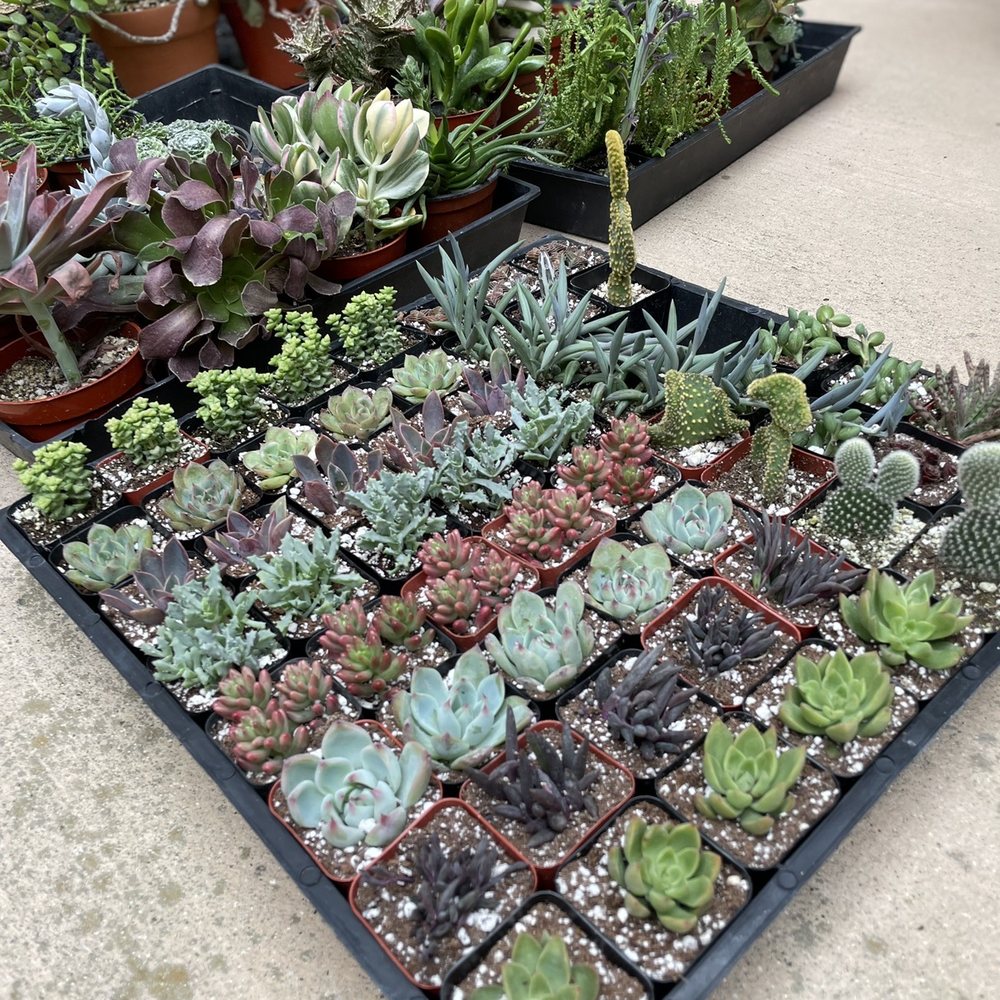 North County Roots Nursery - My selections. Many colors and varieties. So excited to build my bowl! - Nurseries & Gardening Near Me - Valley Center, California