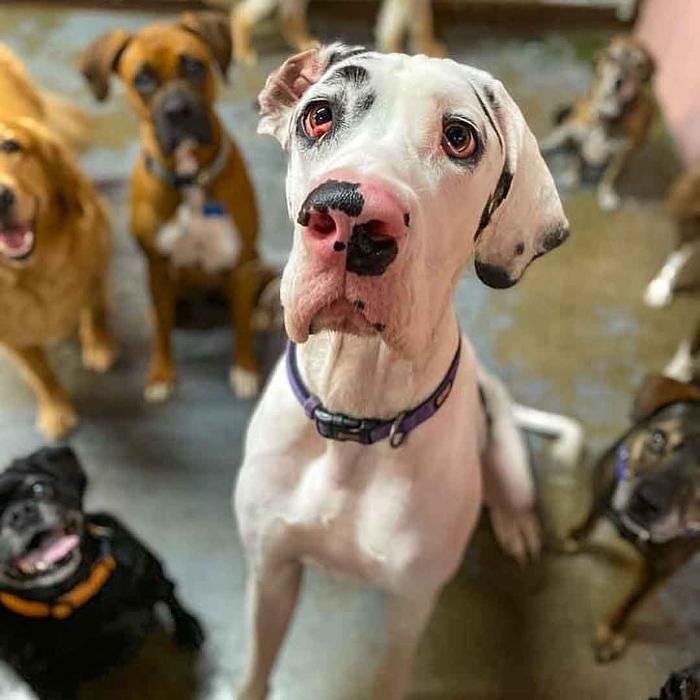 FIDO FIDO DOG DAYCARE & BOARDING Updated September 2024 29 Photos