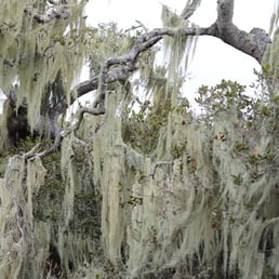 lichen hanging from the trees! lichen hanging from the trees!
