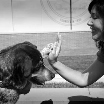 The Persuaded Pooch - Pet Training Near Me - Webster Groves, Missouri The Persuaded Pooch - Pet Training Near Me - Webster Groves, Missouri