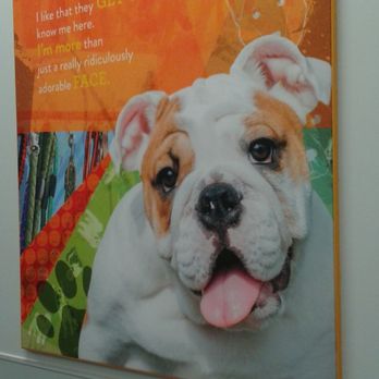 Dogtopia of Dublin - Pet Boarding Near Me - Dublin, California
