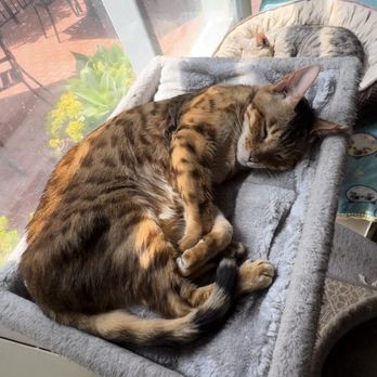 The Cat Cafe - A beautiful old timer having a snooze - Coffee & Tea Near Me - San Diego, California The Cat Cafe - A beautiful old timer having a snooze - Coffee & Tea Near Me - San Diego, California
