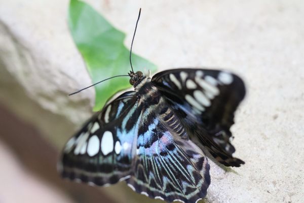 Texas Discovery Gardens at Fair Park by null