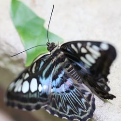 Texas Discovery Gardens