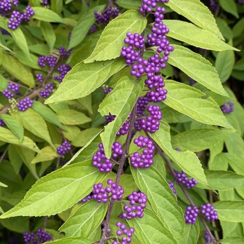 Brooklyn Botanic Garden - Not sure what this one was but it is beautiful - Botanical Gardens Near Me - Brooklyn, New York