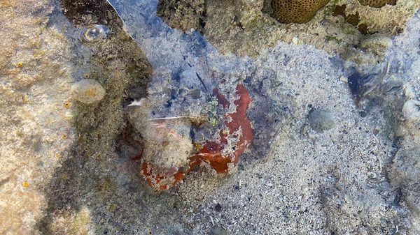 Sandspur Beach by null