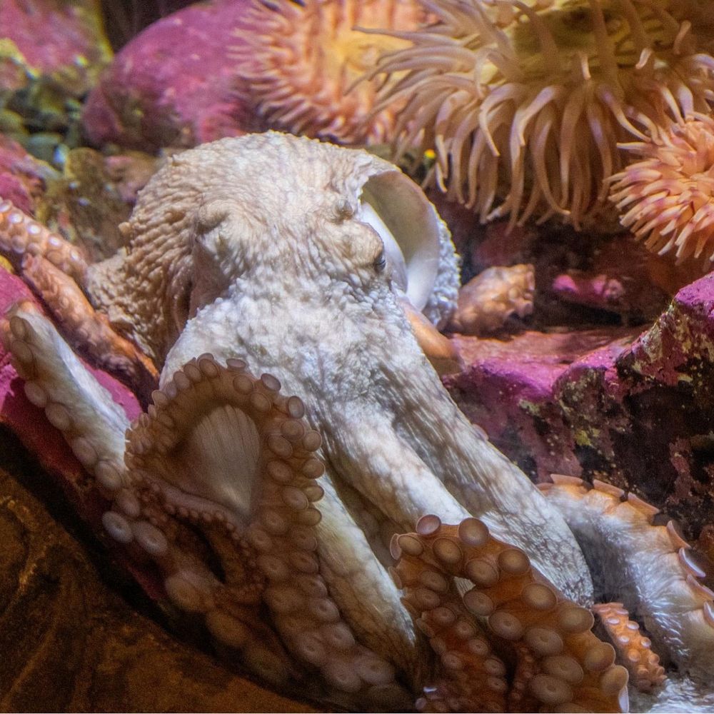 Seattle Aquarium - Aquariums Near Me - Seattle, Washington Seattle Aquarium - Aquariums Near Me - Seattle, Washington
