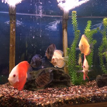 All About Pets - Pet Stores Near Me - West Chester, Ohio All About Pets - Pet Stores Near Me - West Chester, Ohio