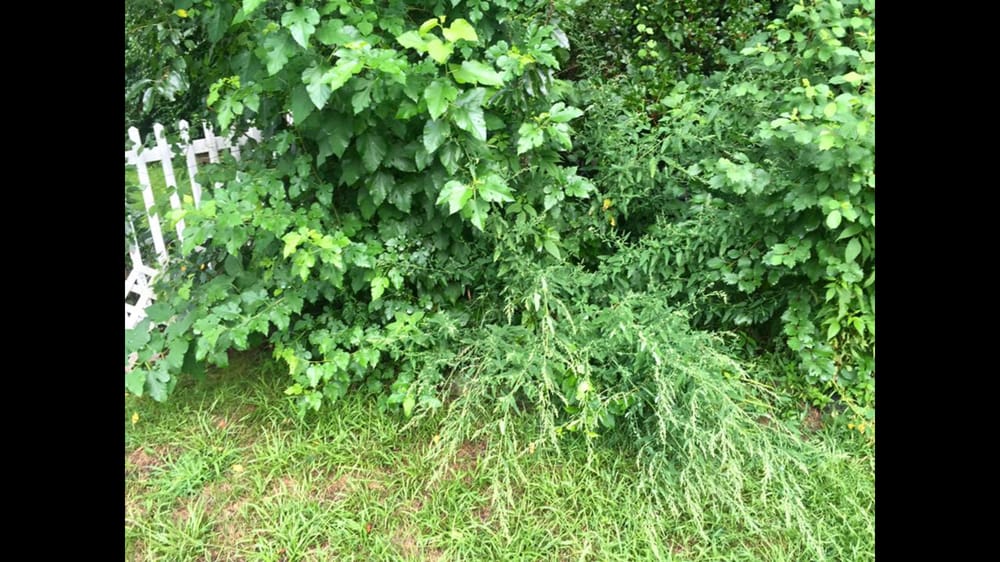 SATALINO’S LAWN CARE AND LANDSCAPE Updated May 2024 38 Photos