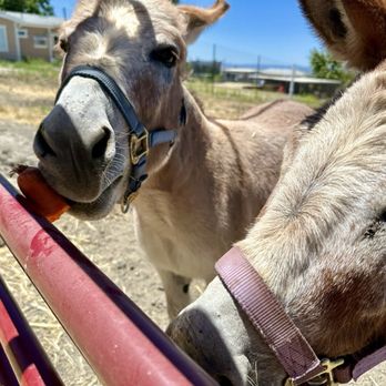 Bon Niche Cellars - Mini donkeys! - Wineries Near Me - San Miguel, California Bon Niche Cellars - Mini donkeys! - Wineries Near Me - San Miguel, California