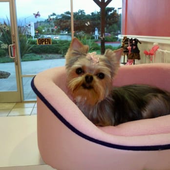Purr Dee Paws Mobile Grooming - Pet Groomers Near Me Purr Dee Paws Mobile Grooming - Pet Groomers Near Me