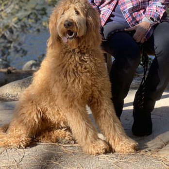 La De' Paws - Before La De Paws ruined her. - Pet Groomers Near Me - St George, Utah