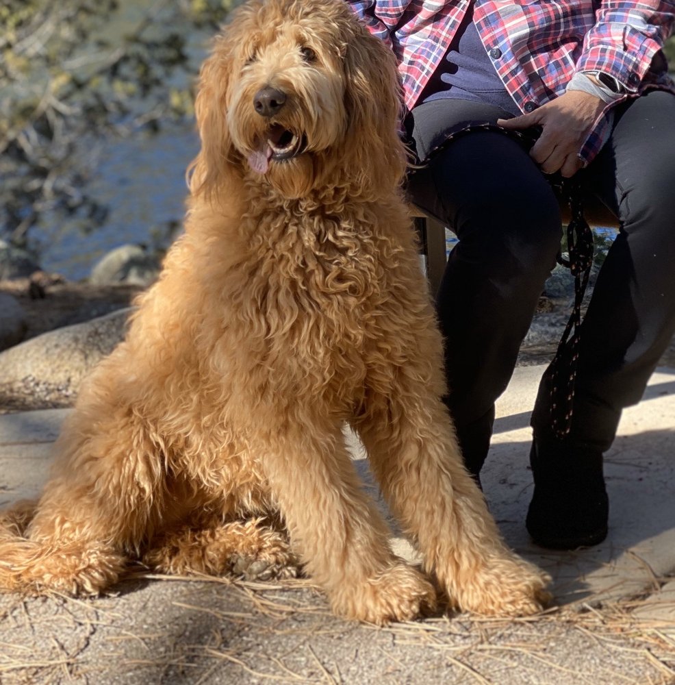 LA DE’ PAWS Updated April 2024 31 Photos & 33 Reviews 140 N 400th W, St Utah Pet