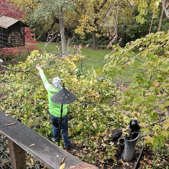 Image Tree Service - Working hard - Tree Services Near Me - Windsor, California