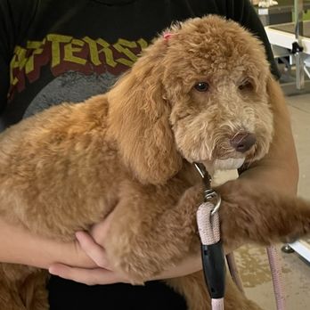 Mutt Cutts Dog Spa - After Gracie's appointment. - Pet Groomers Near Me - Chino, California