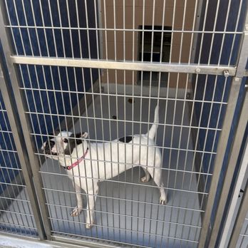 Richardson Animal Shelter - Animal shelter - Animal Shelters Near Me - Richardson, Texas Richardson Animal Shelter - Animal shelter - Animal Shelters Near Me - Richardson, Texas