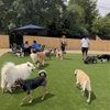 Elite Pet Care gift card