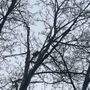 Photo of J&C Tree Service