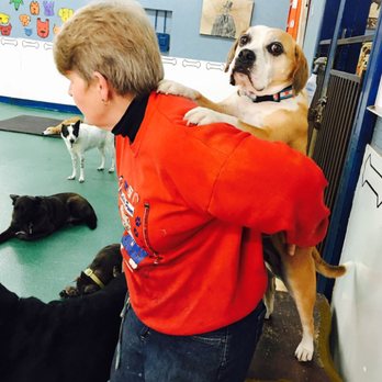 Chi-Town Dog House - Pet Boarding Near Me - Chicago, Illinois Chi-Town Dog House - Pet Boarding Near Me - Chicago, Illinois