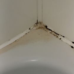 Wynnstay Arms Hotel - Moldy cracks in the tub/wall.