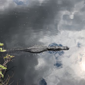Big Cypress National Preserve - Alligators - Parks Near Me - Ochopee, Florida