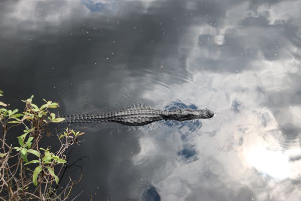 Big Cypress National Preserve by null