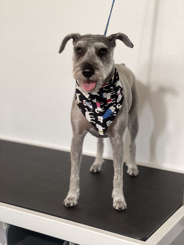 AAA MOBILE GROOMING Updated October 2024 6055 E Southern Ave, Mesa